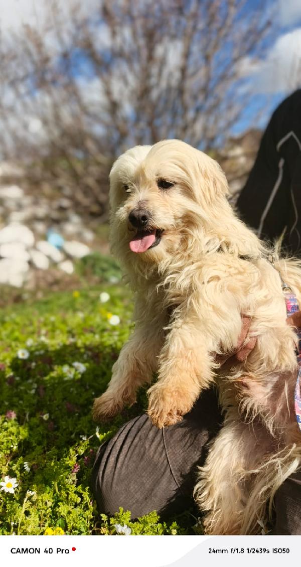 Diego, un adorabile maltese Foto 8